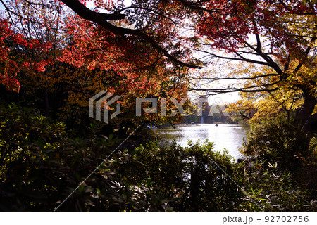 石神井公園の紅葉 石神井公園の紅葉 92702756
