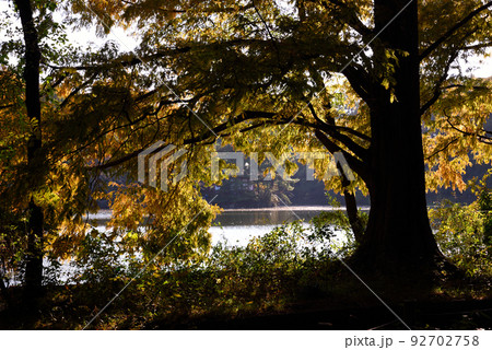 石神井公園の紅葉 92702758