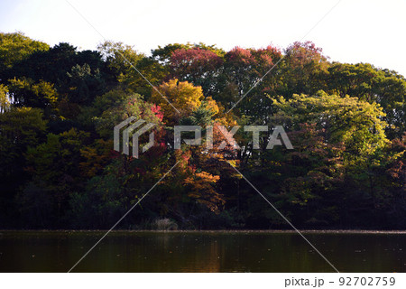 石神井公園の紅葉 92702759