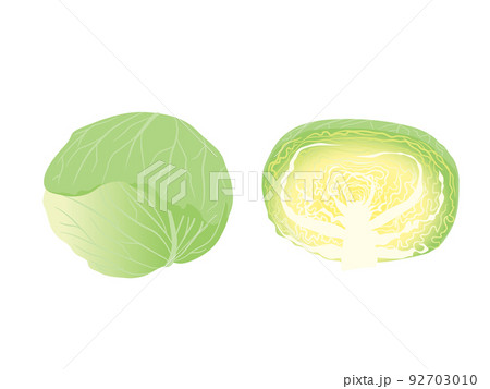 野菜イラスト　キャベツとその断面 92703010