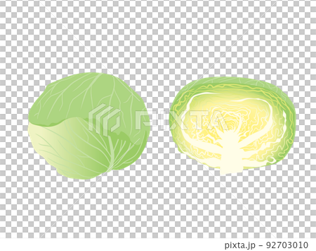 野菜イラスト　キャベツとその断面 92703010