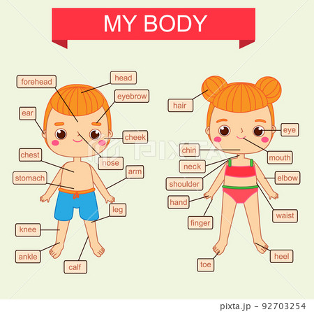 My body theme. Educational vector illustration...のイラスト素材 [92703254] - PIXTA