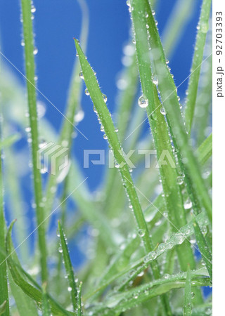 Close up of fresh thick grass with water drops Close up of fresh thick grass with water drops 92703393