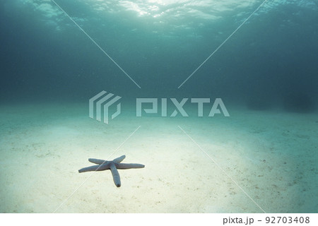 Sea star or starfis on a coral reel 92703408