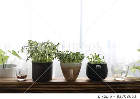 Kaiware tomiao and water spinach sprout indoor vegetable planting Kaiware tomiao and water spinach sprout indoor vegetable planting 92703653