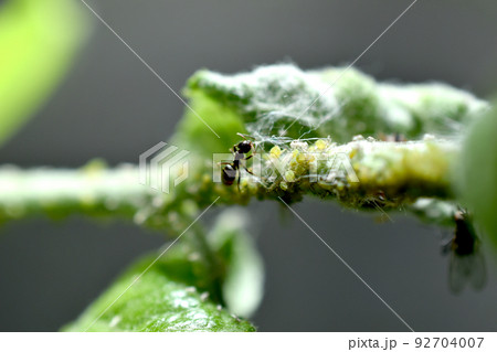 Ant and aphids on a tree branch. 92704007