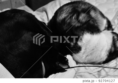 黒猫とパンダ猫の寝姿 92704127