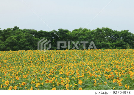 夏の花～ひまわり満開の華やかな風景 92704973