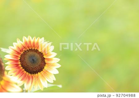 夏の花～ひまわり満開の華やかな風景 92704988