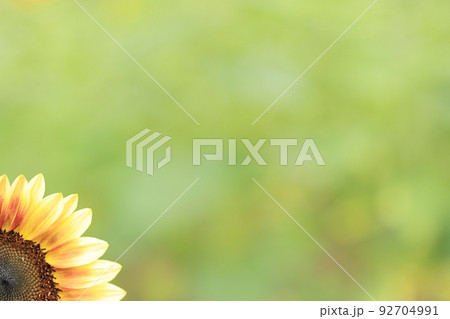 夏の花～ひまわり満開の華やかな風景 92704991