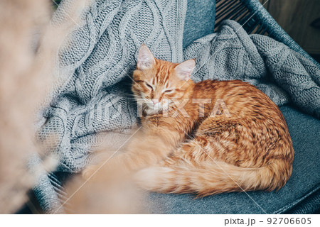 Cute ginger cat Cute ginger cat 92706605