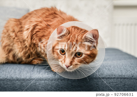 orange cat with veterinairy cone orange cat with veterinairy cone 92706631