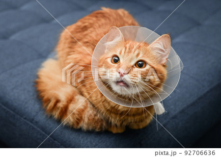 orange cat with veterinairy cone 92706636