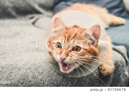 orange cat with veterinairy cone orange cat with veterinairy cone 92706678
