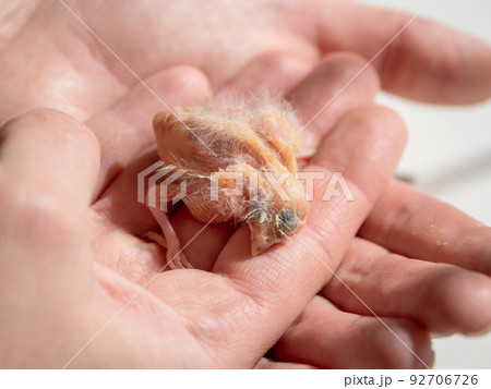 Close-up of newly hatched canary chick on a human palm will be warmed by love and the warmth of the sun. Spring replenishment in the family. Breeding of songbirds at home. 92706726