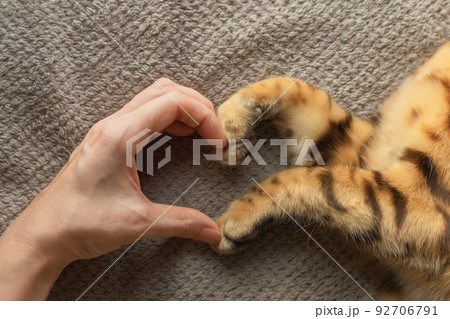 The hand of the girl and the paws of the cat form a symbol of the heart. 92706791