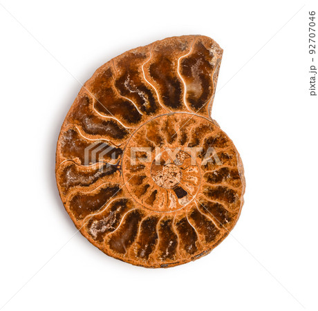 Ammonite fossil shell Ammonite fossil shell 92707046