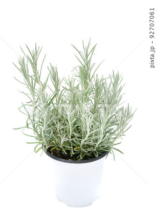 ヘリクサム　カレープラント 92707061