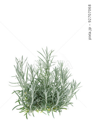 ヘリクサム　カレープラント 92707068