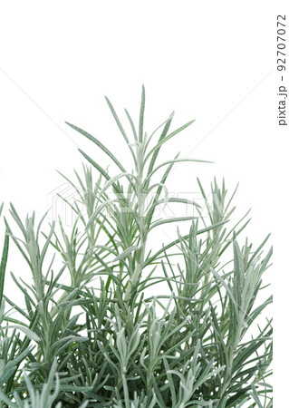 ヘリクサム　カレープラント 92707072