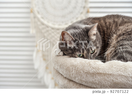 Gray tabby cat relaxing on cat tree scratching post Gray tabby cat relaxing on cat tree scratching post 92707122