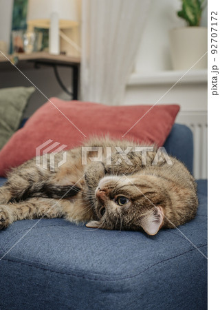 Cute cat lying on a sofa 92707172