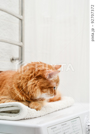 cat laying on top of washing machine 92707372
