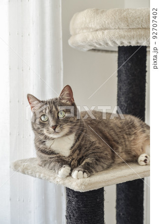 Gray tabby cat relaxing at the cat tree scratching post 92707402