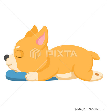 Cute corgi dog sleeping with pillow 92707505