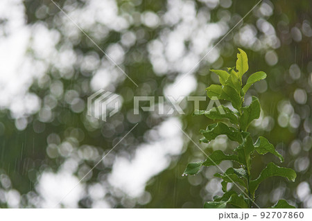 Rainy day background with water drop on green leave. Rainy day background with water drop on green leave. 92707860