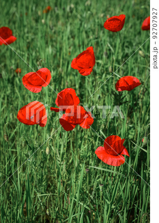 Field with blooming Poppy Flowers Field with blooming Poppy Flowers 92707927