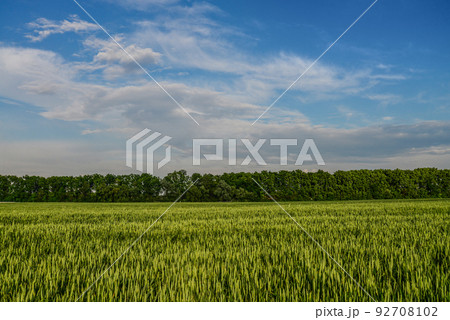 Green wheat field Green wheat field 92708102