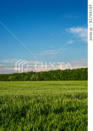 Green wheat field 92708104