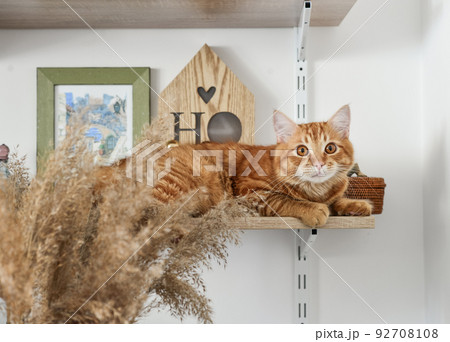 ginger cat lying on the bookshelf ginger cat lying on the bookshelf 92708108