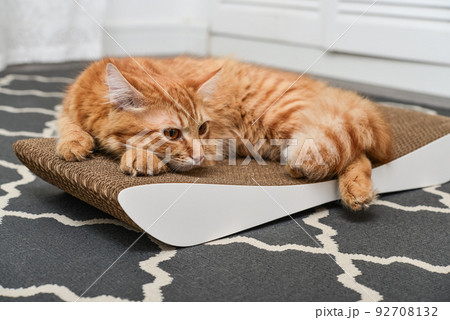 Cute ginger cat lying on the scratching post Cute ginger cat lying on the scratching post 92708132