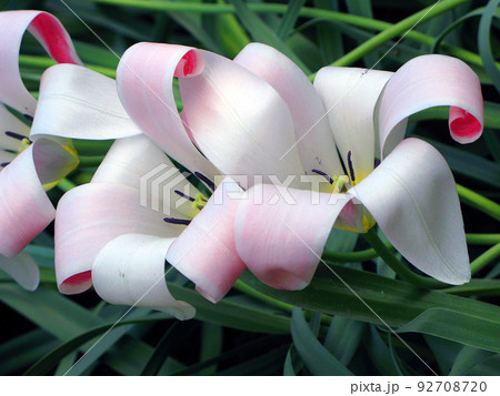 White-pink tulip flower of an unusual shape like a lily, very beautiful, close-up, spring flowers White-pink tulip flower of an unusual shape like a lily, very beautiful, close-up, spring flowers 92708720