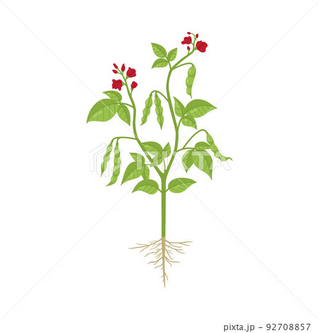 Whole bush of kidney beans flat vector illustration isolated on white. 92708857