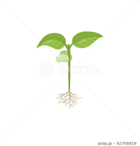 Bean sprout with roots and first leaves, flat vector illustration isolated. 92708859