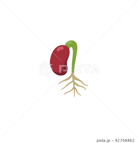 Red kidney bean seedling with root, flat cartoon vector illustration isolated. 92708862