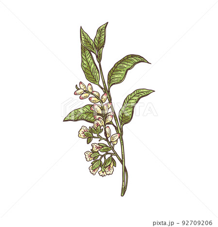 Cardamom blooming blossoming fresh branch, sketch vector illustration isolated. Cardamom blooming blossoming fresh branch, sketch vector illustration isolated. 92709206