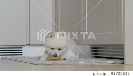 White pomeranian dog chew with her snack at home 92709635