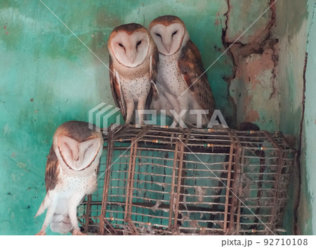 Closeup of owl in captivity, Brazil. Rehab center Closeup of owl in captivity, Brazil. Rehab center 92710108