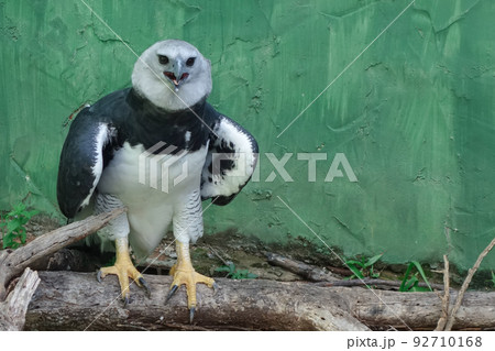Royal eagle in captivity, Brazil. Rehab center Royal eagle in captivity, Brazil. Rehab center 92710168