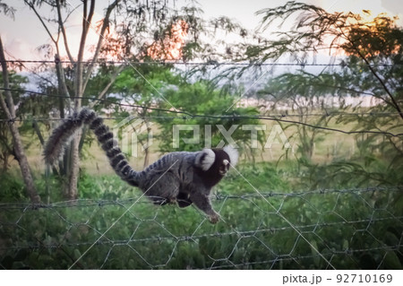 close view of Sagui brazilian monkey on nature close view of Sagui brazilian monkey on nature 92710169