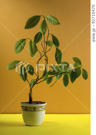 Calamondin bush fruitless on a brown background 92710470