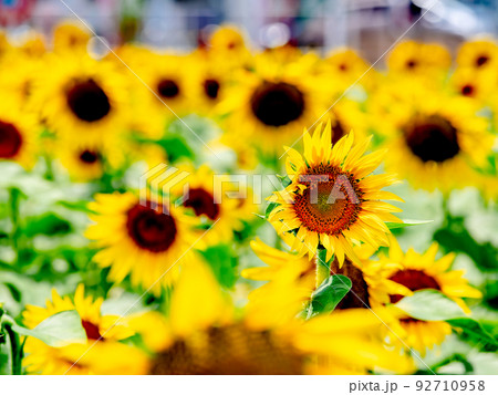 真夏の風物詩 満開のヒマワリ 真夏の風物詩 満開のヒマワリ 92710958