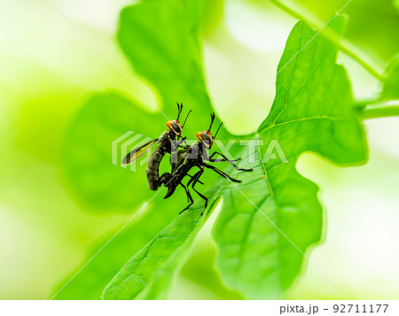 ゴーヤの葉で休む新婚旅行中のハチ 92711177