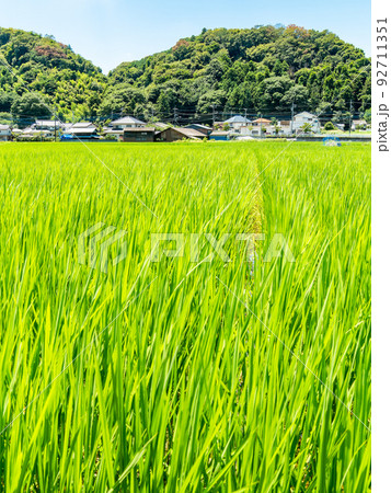 爽やかな真夏の景色 青空と緑の美しい水田 爽やかな真夏の景色 青空と緑の美しい水田 92711351