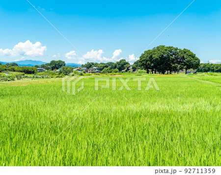 爽やかな真夏の景色　青空と緑の美しい水田 92711359