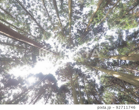 木々の葉から漏れる太陽の光 92711746